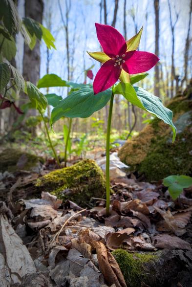 Vertical photo of a single red trillium shot from ground level, looking slightly upwards. Growing in a bed of dead leaves next to the trunk of a tree, the single stem rises very straight  framing the triangular purple red flower in the empty space between the trunks of nearby trees.