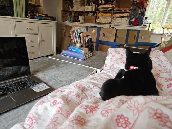 Alea the Black Cat on my lap, as I lay on my couch with my laptop by my side.