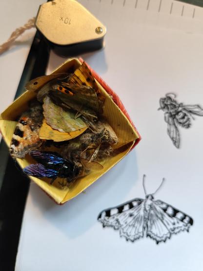 Photo d'une boîte en papier origami avec des insectes morts (abeille charpentière, papillons tabac d'Espagne et Petite tortue...) avec en arrière plan le dessin au feutre pinceau noir et blanc du papillon Petite tortue et de l'abeille