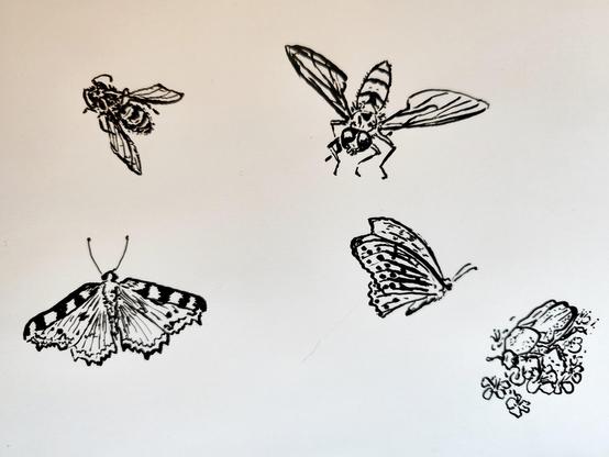 Croquis noir et blanc au feutre pinceau d'une abeille, d'une sylphe, d'un papillon Petite tortue, d'un papillon tabac d'Espagne et d'une cétoine dorée