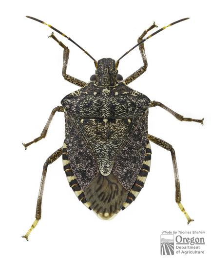 Brown Marmorated Stink Bug