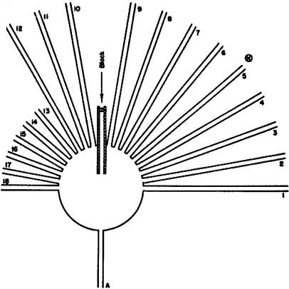 Schematic of the sunburst maze in its test version, with a central circular platform, a blocked "learned" path, and several radiating arms from the center, one of them is a shortcut to the food location.