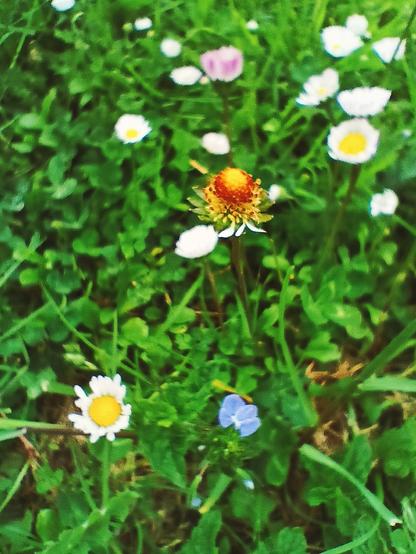 Floriñas lila e margaridas no herbal