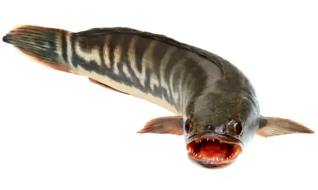 Una imagen del peligroso pez cabeza de serpiente del Norte. (Getty Images)