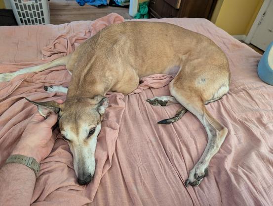 Fawn greyhound getting an ear scratching