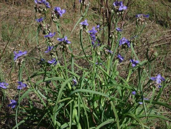 A photo I took of spiderwort / smooth spiderwort (T. ohiensis) here in Georgia. Bright violet colored blossoms.