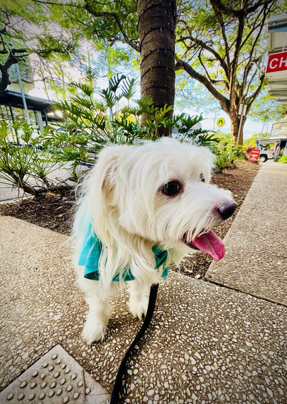Rocky wears a teal coloured bandana by the RSPCA because he reached one of his milestones for the #MillionPawsWalk. He stands happily on a footpath in front of a tree and smaller plants growing along the curb side.