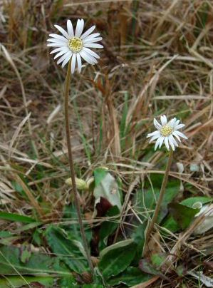 Photo of Pineland Daisy (Night-nodding Bog-dandelion) Chaptalia tomentosa. Wildflower with long, delicate, thin white petals  - light yellow center.