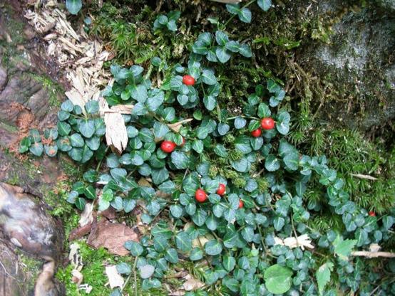 A photo of "Squaw vine" / Partridgeberry / (Mitchella repens) - showing the vines covered in green ovate shaped leaves, and bright red berry fruits. Photo from the Georgia Native Plant Society.