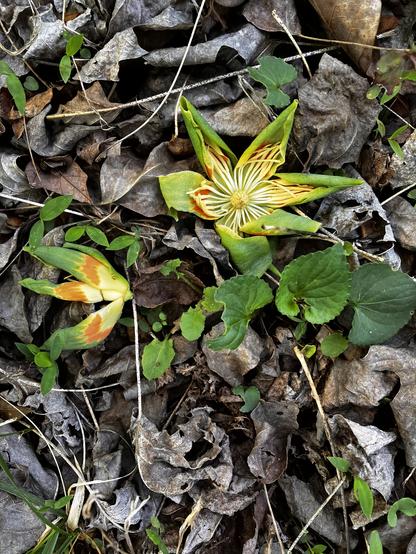 A tulip tree bloom, the edges of its petals curled as it dries out, lies open on brown leaf litter on the forest floor. Next to it is a second fragmentary tulip tree bloom. A clump of green violet leaves grows adjacent to the blooms.