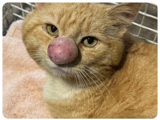 Close up of the face of a cat with an unusual round nose