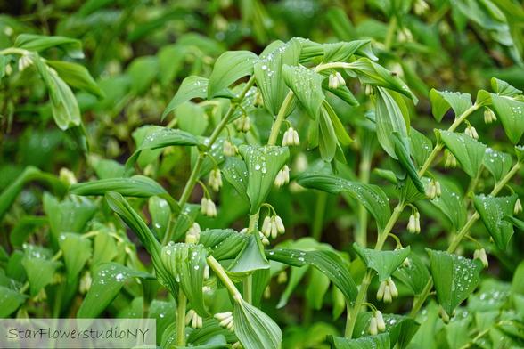 The deep green arching stalks of Solomon's seal with small as yet unopened, white, bell-shaped flowers, covered with raindrops