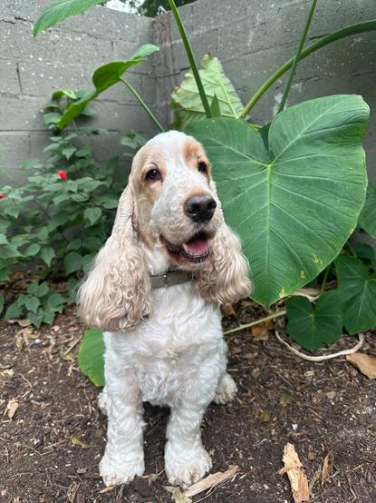 An orange roan English Cocker Spaniel, sitting outside among plants, looking at the camera.