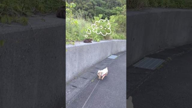 【テリアの習性】動かないものには気づきにくい（風下） #ノーフォークテリア #norfolkterrier #お散歩 #dog #terrier