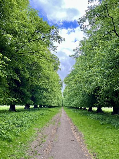Tree lined track through parkland. Blue sky and white clouds visible above trees.