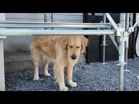 いなくなったパパを懸命に探すゴールデンレトリバー。【Golden Retriever japan】