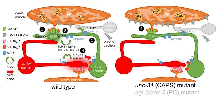 Autocrine and paracrine neuropeptidergic signaling at the Caenorhabditis elegans NMJ affects cholinergic transmission. The diagrams show the neuromuscular junction of C. elegans, with cholinergic and GABAergic motor neuron, as labeled, innervating dorsal and ventral muscle, respectively. Dyadic synapse of cholinergic neuron to GABAergic neuron and muscle. Note that the same innervation pattern exists from different sets of MNs, but with inverted topology (not represented in this graph). Also shown is the proprioceptive neuron DVA, that innervates cholinergic neurons along the ventral nerve cord (drawn more dorsal, for simplicity). Relevant ion channels and receptors are indicated on the left (NPR: neuropeptide receptor). The lefthand panel shows the situation in wild-type individuals. The righthand panel shows the situation in unc-31 (CAPS) or egl-3; aex-5 (pro-protein convertases, PCs) double mutants, where no mature neuropeptides are released or formed, thus the signaling steps induced by neuropeptides are absent.