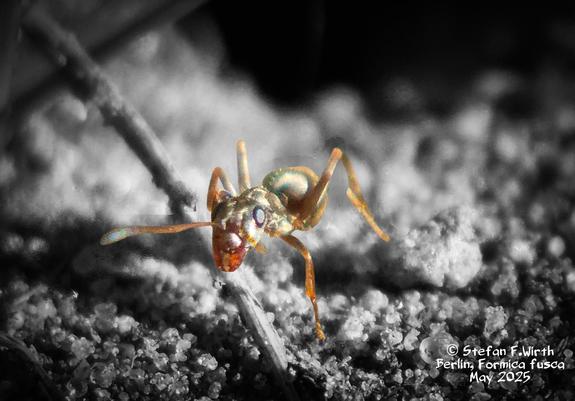 Worker of Formica fusca in Berlin, May 2025, © S.F. Wirth