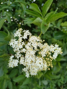 Auf einem Foto vom 4. Mai 2025 sind Holunderblüten in Bad Vilbel zu sehen. Quelle: Deutscher Wetterdienst