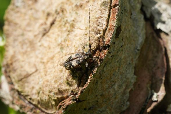 Een boktor, Schijn-nevelvlekboktor (Leiopus linnei ), lichtbeige en grijs met donkere vlekken, is op een boomstronk geplaatst. De kever heeft lange voelsprieten en staat in driekwart profielaanzicht, iets naar rechts kijkend. Zijn lichaam is gesegmenteerd en zijn exoskelet vertoont een gevlekt patroon van lichte en donkere tinten. De boomstronk heeft een ruwe textuur, met lagen schors in verschillende tinten lichtbruin, beige en gedempt roodbruin. De belichting is natuurlijk en werpt subtiele schaduwen op de stronk en de kever, wat een buitenomgeving suggereert. De kever bevindt zich in het kwadrant van de middenvoor tot de rechterbovenhoek van de afbeelding. De focus ligt voornamelijk op de kever, met een licht onscherpe achtergrond, waardoor de textuur van het hout wordt benadrukt. Het perspectief is close-up, wat de complexe details van de kever benadrukt. De algehele stijl is naturalistisch, met nadruk op de texturen en patronen van de natuurlijke wereld. De sfeer van de afbeelding is sereen en observerend, gericht op de aanwezigheid van het insect in zijn natuurlijke habitat.