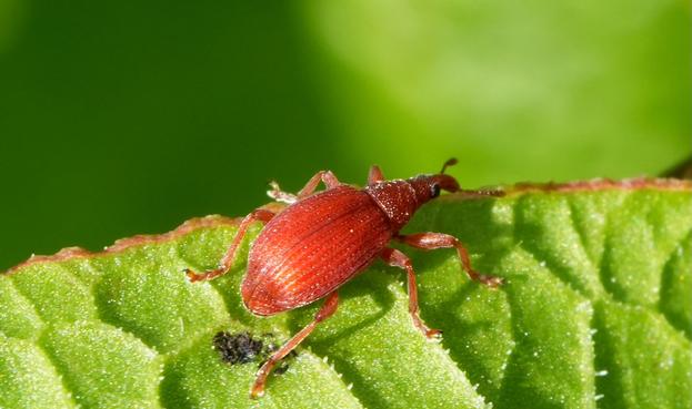 Een kleine, felrode snuitkever, Menierood zuringspitsmuisje (
Apion frumentarium) is gepositioneerd op een groen blad. De snuitkever staat in het midden van de afbeelding, iets naar rechts kijkend. Zijn lichaam is ovaalvormig met opvallende ribbels en heeft een diep roodoranje kleur. De poten en antennes van de snuitkever zijn ook roodbruin. Het blad waarop hij staat is helder, gezond groen met zichtbare nerven en textuur. De achtergrond is wazig en onscherp groen. De belichting is natuurlijk en helder, waardoor de details van de snuitkever worden benadrukt en er subtiele schaduwen op het blad ontstaan. De compositie is een close-up van het insect en zijn omgeving, wat een gedetailleerd en natuurlijk perspectief creëert. De snuitkever staat scherp in beeld en de afbeelding heeft een hoge mate van helderheid in de details. Kleine, donkere spikkels zijn zichtbaar op het bladoppervlak en in de wazige achtergrond, die een subtiele context geven aan de omgeving. De stijl is documentair, wetenschappelijk en gedetailleerd.