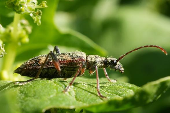 Een boktor, Bonte ribbelboktor (Rhagium bifasciatum ) is gepositioneerd op een groen blad. De kever is een mix van donkerbruine, lichtbruine en grijze tinten en lijkt licht stoffig of bedekt. ​​Zijn lange antennes steken uit zijn kop en zijn lichaam is langwerpig en ovaalvormig. De poten van de kever zijn zichtbaar en hebben een vergelijkbare bruintint. Het blad is levendig groen met zichtbare nerven. De achtergrond bestaat uit onscherp groen gebladerte. De belichting is natuurlijk en benadrukt de texturen van de kever en het blad. Het perspectief is close-up, met de nadruk op de details van het insect en het blad. De kever is georiënteerd in profielaanzicht, kijkend naar de rechterkant van de afbeelding. Hij is gepositioneerd in het onderste middengedeelte van het kader. De algehele stijl is gedetailleerd en natuurlijk, met de nadruk op de complexe details van het insect en het blad. De compositie is eenvoudig en vestigt de aandacht op de kever en het blad.