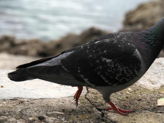 A pigeon photobombing a picture of the sea and some rocks. The pigeon is strutting through the photo in front of the camera from left to right. It's head is cut off on the right side, only the body is visible.