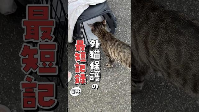 【捕獲まで３秒】速すぎる外猫保護の最短記録！？ #ねこ #保護猫 #保護猫活動