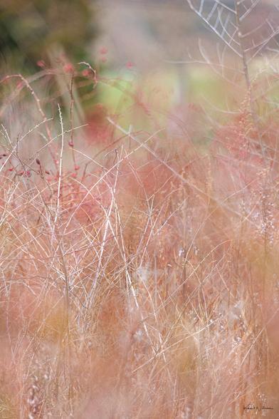 Soft focus on red-tinted stems and dried grasses, evoking a dreamy transition from winter to spring