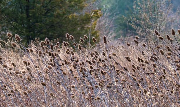 Curved teasel heads sway in golden meadow light along a woodland edge at Hobler Park, capturing old field transition
