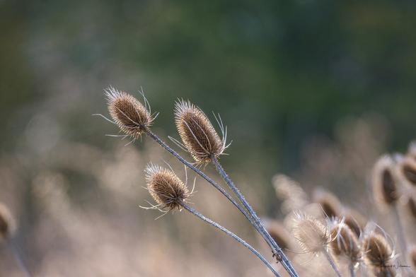 Close-up of spiky teasel heads glowing in sunlight, marking late winter textures of Hobler Park's old field habitat