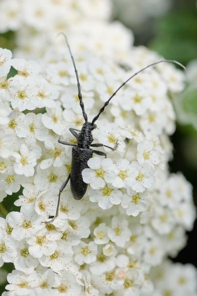 Petit capricorne, coléoptère noir avec des très longues antennes vu de dos en train de marcher sur des petites feuilles blanches au centre jaune.