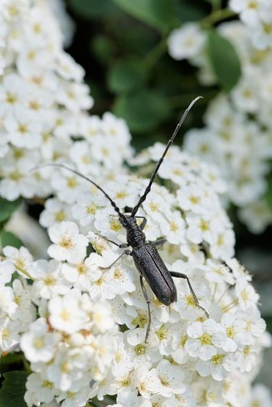 Une autre photo du petit capricorne sur les fleurs blanches.