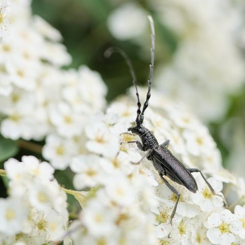 Une dernière photo du petit capricorne, de profil sur les fleurs blanches