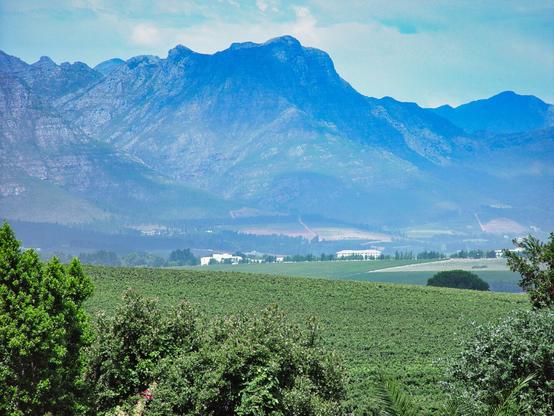 Vineyards, Stellenbosch South Africa