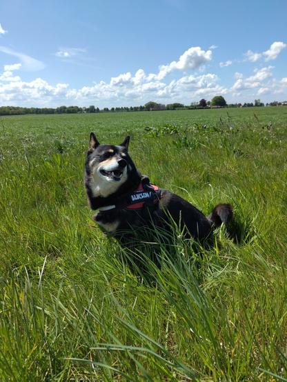 happy dog