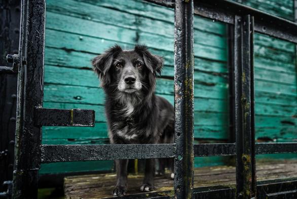 A black dog with medium-length fur, a Border Collie cross, is standing on the outside of an old train carriage. The carriage is painted petrol green. You can see that the dog is a bit older.