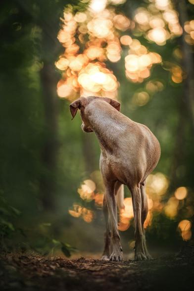 Ein blonder Hund steht in einem Wald, im Hintergrund der Sonnenuntergang. Man sieht den Hund von vorn, der Hund blickt sich aber nach hinten um.