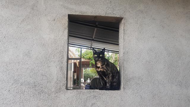 A tabby cat is sitting inside a window-shaped hole in a grey  plastered wall and looking straight towards the camera.

Behind her parts of a patio with a terrace overgrown with ivy and even further back an olive and a lemon tree can be seen through the window.