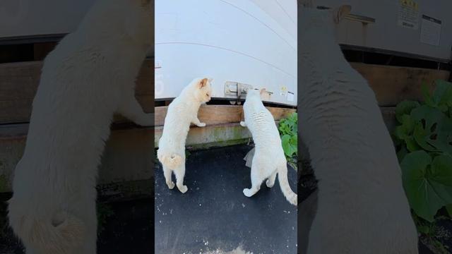 二匹のシャム猫がコンテナの中身を検査する #猫 #cat #ネコ