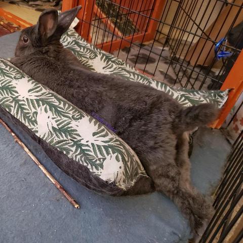 Small grey rabbit stretched out in a cushioned bed. Her back legs are extended and her tail is pointing up at a jaunty angle.