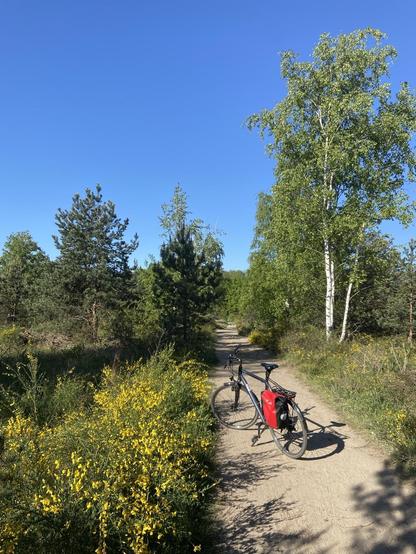 Fahrrad steht auf einem Weg gesäumt von Birken und blühendem Ginster.