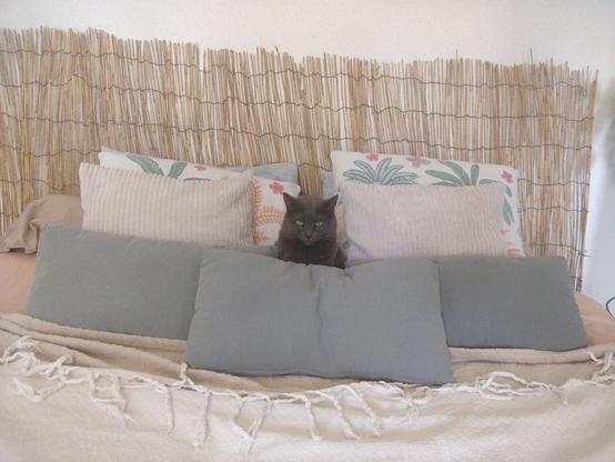 Un chat gris bien centré au milieu des coussins du lit