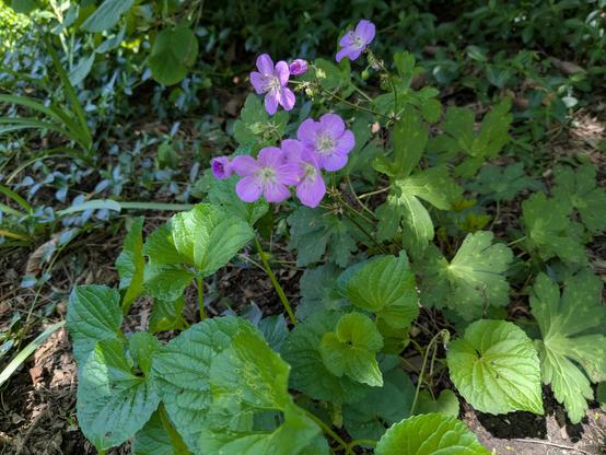 Lavender-pink five-petalled flowers of Geranium maculatum, also known as cranesbill, stand out in dappled sun over the plant's five-lobed, spotted, light green palmate leaves. In front of the plant are leaves of wild violet (Viola sororia).