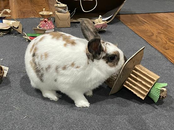 A white and brown spotted rabbit playing with a cardboard chew toy