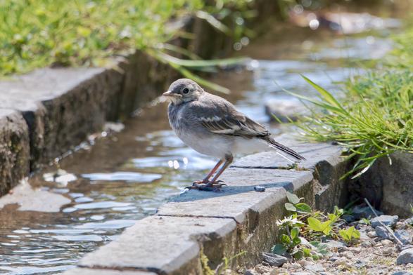 Fledgling Pied Wagtail