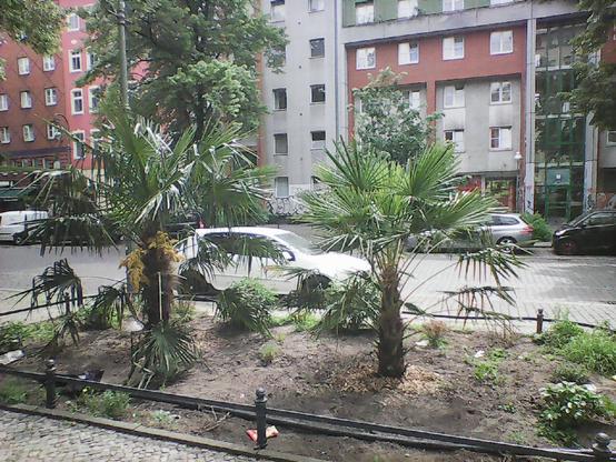 Foto von zwei Palmen am Straßenrand, dahinter eine Straße mit geparkten Blechkisten, dahinter eine Häuserreihe.