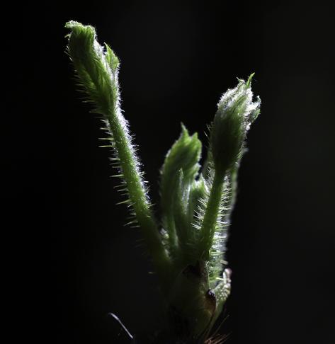 Backlit green stems of a shrub against a black background. Every millimeter is covered with big and small spines. New leaves are just starting to open. The leaves are spiny too.