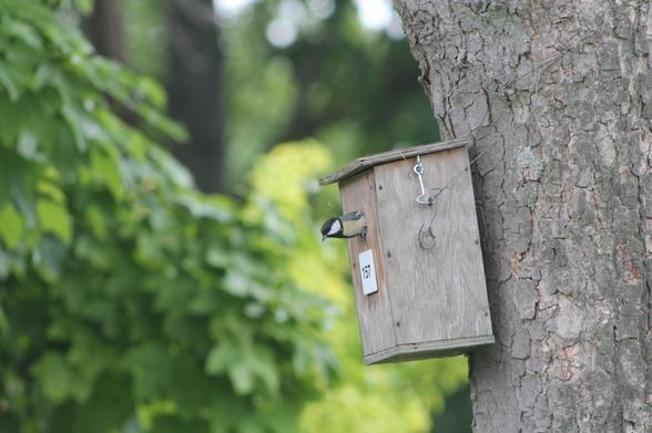 Mésange charbonnière sortant d’un nichoir