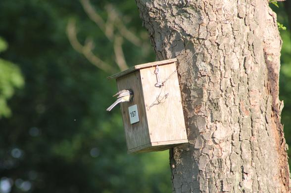 Mésange charbonnière rentrant dans un nichoir nourrir sa couvée